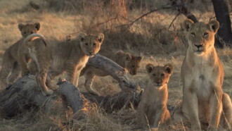 Lion Brothers: Cubs to Kings Trailer