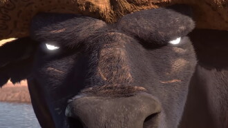 Lion Trailer