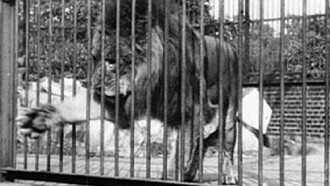 Lion, London Zoological Gardens Trailer