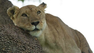 Lion: The Rise and Fall of the Marsh Pride Trailer