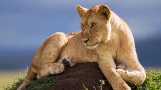 Lion: The Rise and Fall of the Marsh Pride Trailer