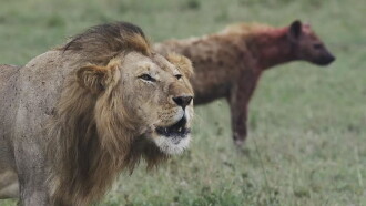 Lions and Hyenas: Owners of Death, Guardians of Life Trailer