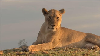 Lions of Crocodile River Trailer