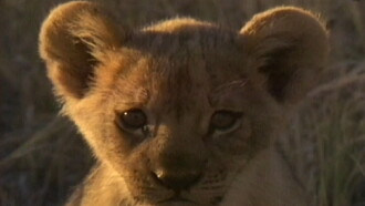 Lions Of Darkness Trailer