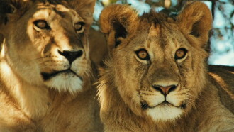 Lions Rule Trailer
