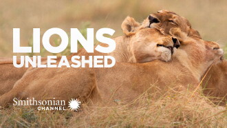 Lions Unleashed Trailer