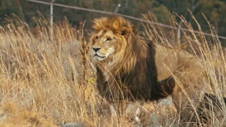 Lionsrock: Return Of The King Trailer