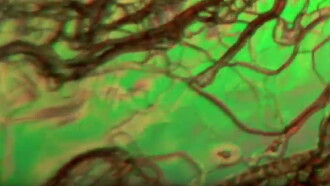 Liquid Crystals Trailer