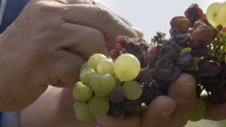 Liquid Gold: In Quest of the Aszu of Tokaj Trailer