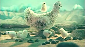 Little Chicken Trailer