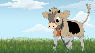 Little Straw Bull Trailer