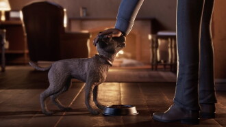 Little Stray Trailer