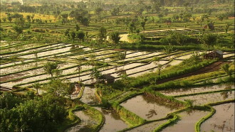 Living Landscapes: Bali Trailer
