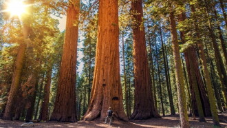 Living Landscapes: California Redwoods Trailer