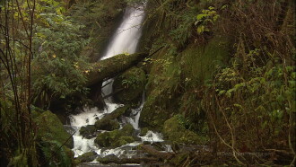Living Landscapes: Earthscapes - Olympic Rainforest Trailer