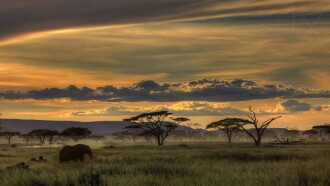 Living Landscapes: Wild Africa Trailer