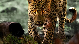 Living with Leopards Trailer
