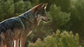 Lobo Mexicano Trailer