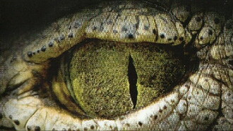 L'oeil du crocodile Trailer