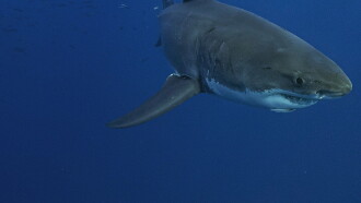 Lost Sharks of Easter Island Trailer
