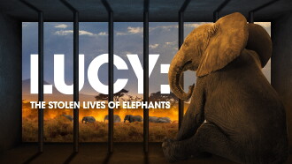 Lucy: The Stolen Lives of Elephants Trailer