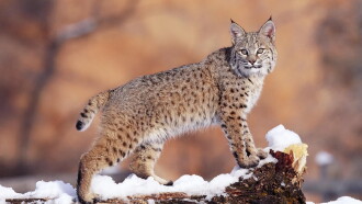 Lynx - Close Up Trailer
