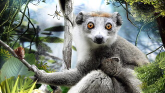 Madagascar 3D Trailer