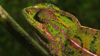 Madagascar: Land of the Chameleons Trailer