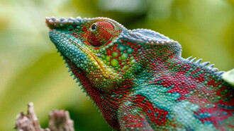 Madagascar or the Great Carnival of the Chameleons Trailer