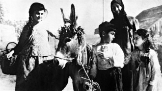 Magdana's Donkey Trailer