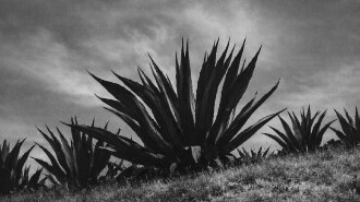 Magueyes Trailer