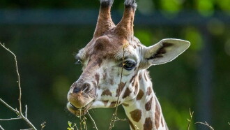Maman girafe Trailer