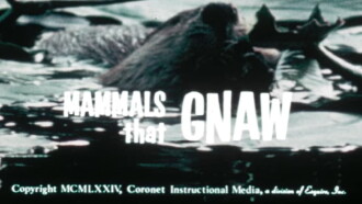 Mammals That Gnaw Trailer