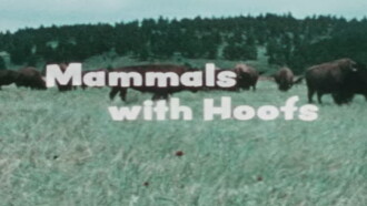 Mammals With Hoofs Trailer