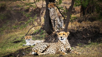 Man Among Cheetahs Trailer