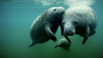 Manatees On The Move Trailer