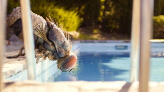 Mandibles Trailer