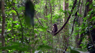 Mandrills : le paradis retrouvé Trailer