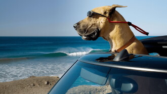 Marmaduke Trailer