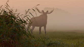 Matsalu Moose: Wild Giants of the Baltics Trailer