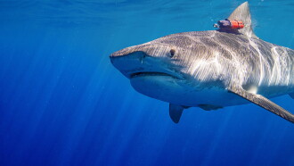 Maui Shark Mystery Trailer