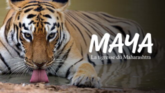 Maya, la tigresse du Maharashtra Trailer