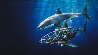 Mechashark Love Down Under Trailer