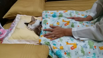 Meeboon being tucked in bed Trailer