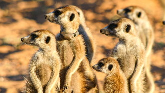 Meerkat Manor: The Story Begins Trailer