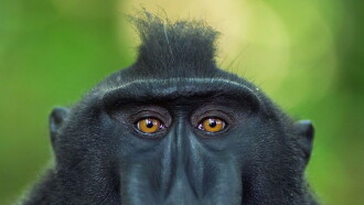 Meet the Monkeys Trailer