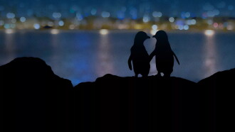Meet the Penguins Trailer