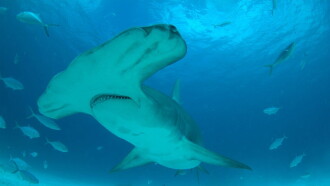 Mega Hammerhead: Ultimate Predator Trailer