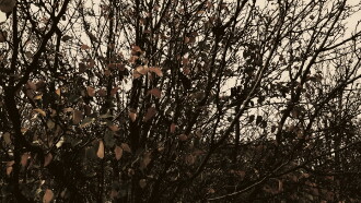 Meshes of an Autumn Afternoon Trailer