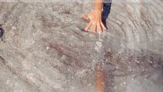 Metamorphosis' Chantings or That Time When I Incarnated as Porpoise Trailer